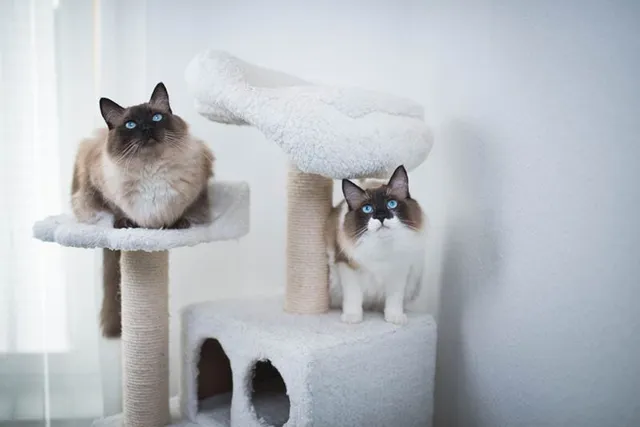 How Many Cats Can I Own in Arizona? Facts & Tips