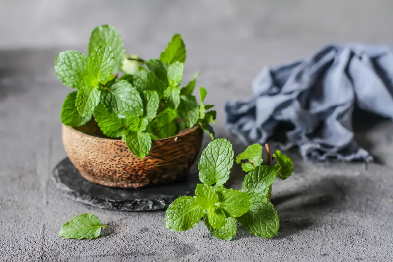 peppermint plant in a wooden bowl