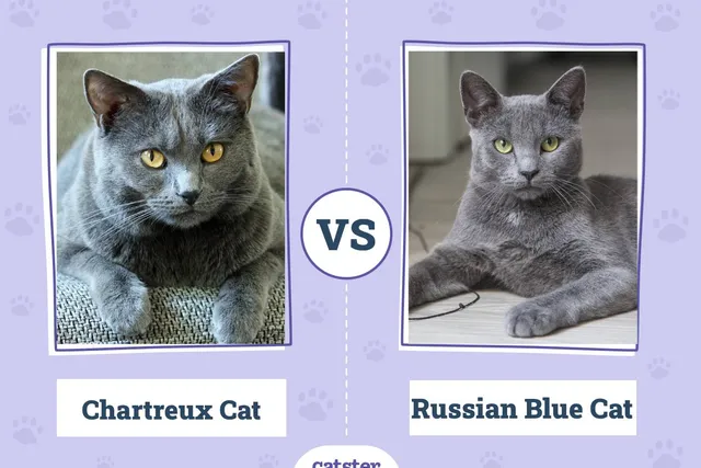 Chartreux Cat vs Russian Blue Cat: What Is the Difference? (With Info & Pictures, Vet-Reviewed)