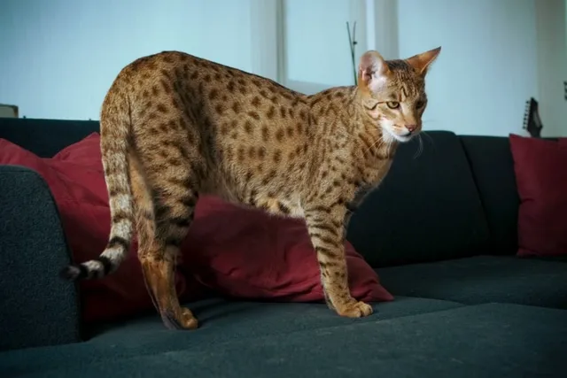 How Much Does It Cost to Own a Ashera Cat? 2026 Price Guide