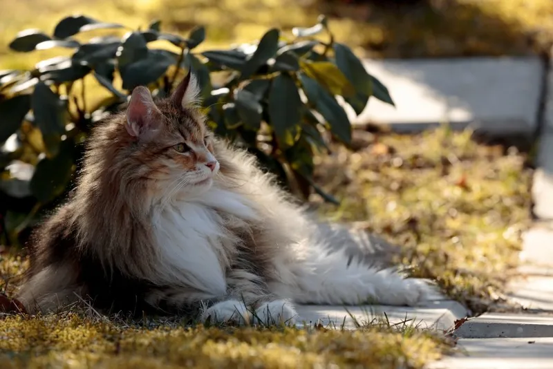 shell tortoiseshell norwegian forest cat lying on the ground