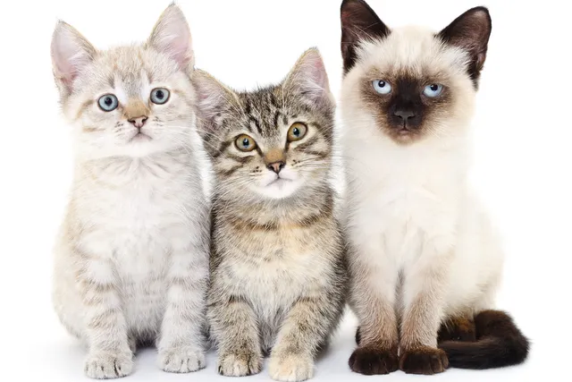 How to Choose a Kitten for Your Family: 8 Vet-Approved Tips