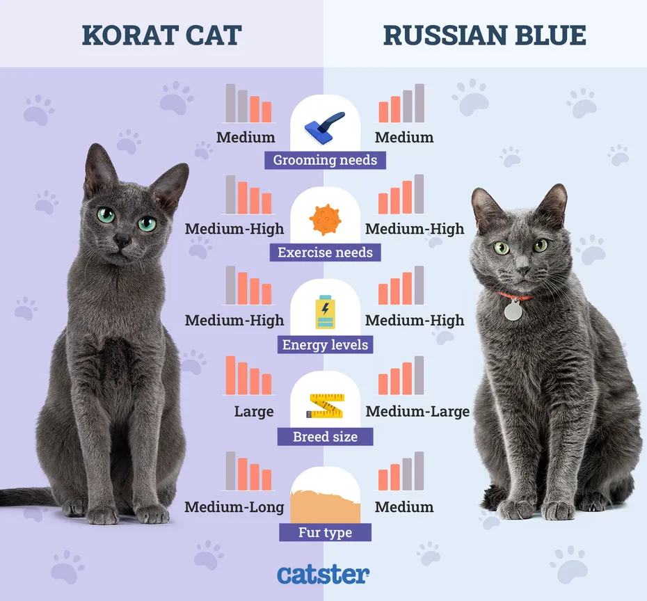 Catster_Side by Side Comparison Korat vs Russian Blue
