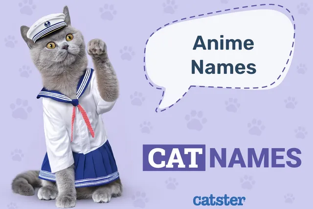 300+ Anime Cat Names: Ideas for Cool & Animated Cats