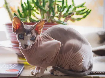8 Different Sphynx Cat Colors: Vet-Verified Info & Pictures