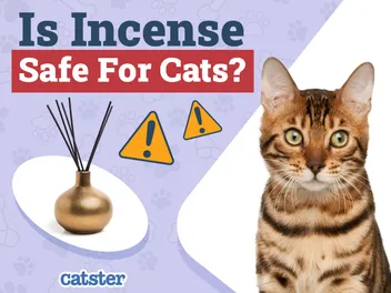 Is Incense Safe for Cats? What You Should Know!