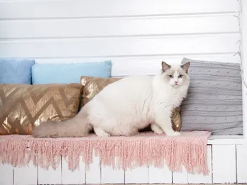 Do Ragdoll Cats Scratch Furniture? Vet-Verified Common Causes & Prevention Tips