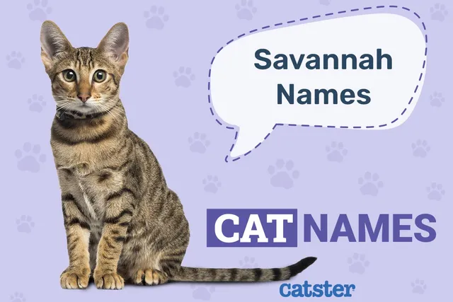500+ Savannah Cat Names: Great Ideas for Your Exotic Cat