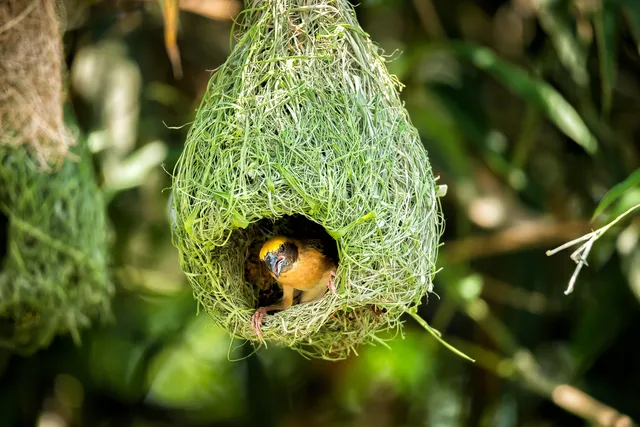 How to Protect Bird Nests From Cats: 12 Effective Vet-Verified Ideas