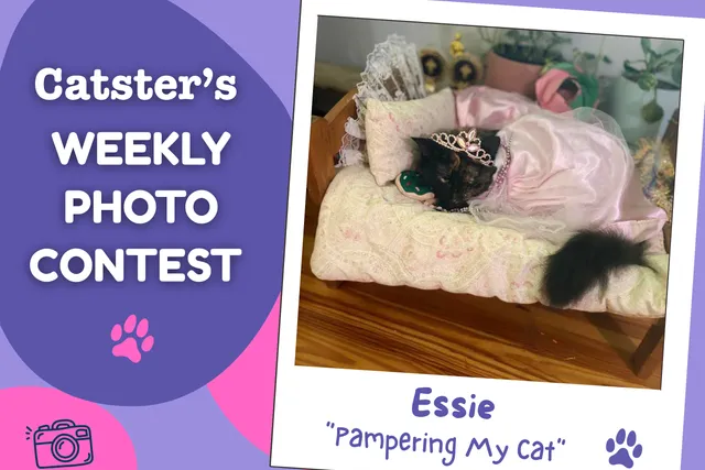 Catster’s Weekly Photo Contest Winners: Pampering My Cat (August 17, 2026)