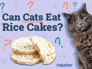 Can Cats Eat Rice Cakes? Vet-Approved Nutrition Facts & Safety Guide