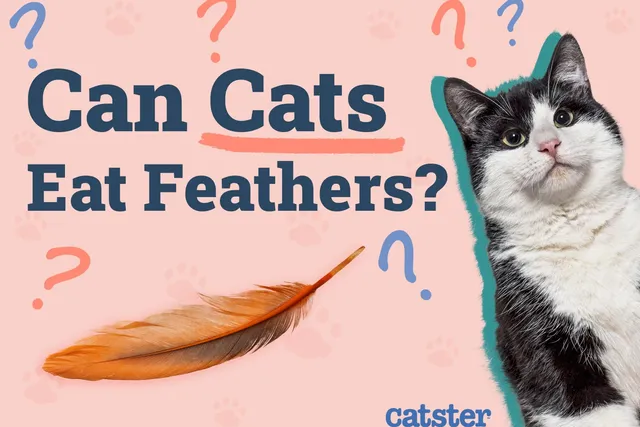 Can Cats Eat Feathers? Vet-Reviewed Risks & Precautions