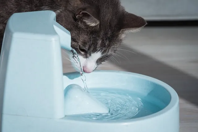 Cat Water Fountains: Vet-Reviewed Pros & Cons