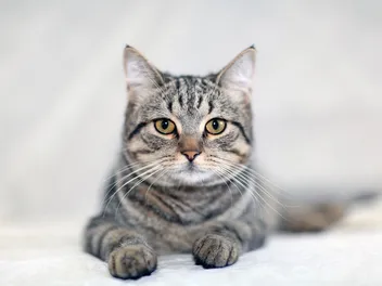 Why Do Tabby Cats Have an “M” on Their Forehead? Myth Vs Genetics (Vet-Reviewed)