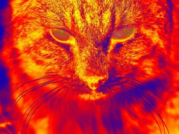 Can Cats See Infrared Lights? Feline Vision Facts