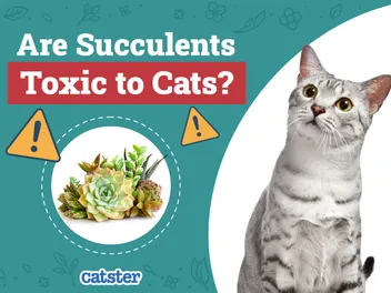 Are Succulents Toxic to Cats? Vet-Approved Facts & Safety Guide