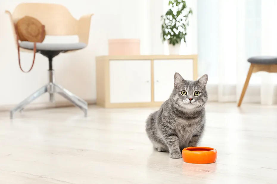cat and orange bowl inside the house