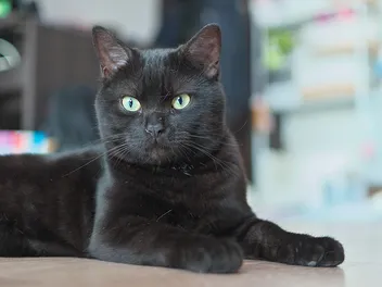 Is It True That All Black Cats Have Green Eyes? Vet-Reviewed Facts & FAQ