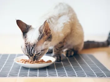8 Best Cat Foods for Older Cats With Bad Teeth in 2026 - Reviews & Top Picks