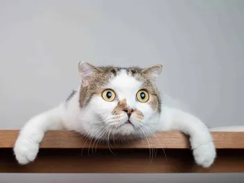 Can Cats See Ghosts, Spirits, & the Supernatural? (Vet-Reviewed)