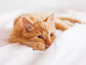 10 Pet Friendly Hotels in Key West (2026 Update)