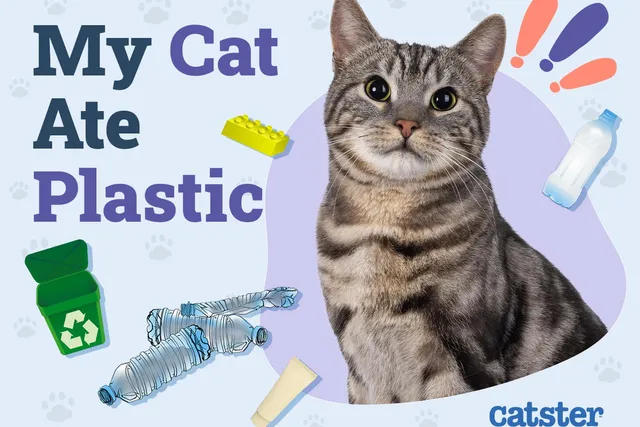 My Cat Ate Plastic: Our Vet Explains What to Do