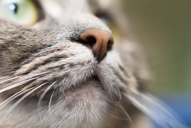 Whisker Fatigue In Cats: Vet Reviewed Signs, Causes & Treatment