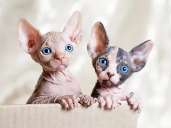 Sphynx Kittens for Sale in Pennsylvania: Breeders List 2026