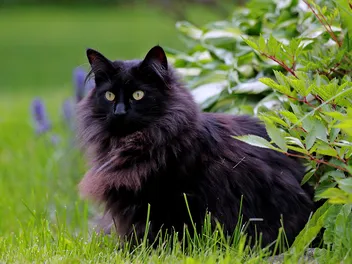 14 Gorgeous Black Cat Breeds (With Info & Pictures)