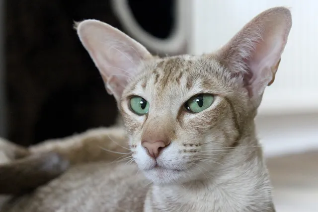 How Far Can Cats See? Vet-Verified Feline Vision Facts