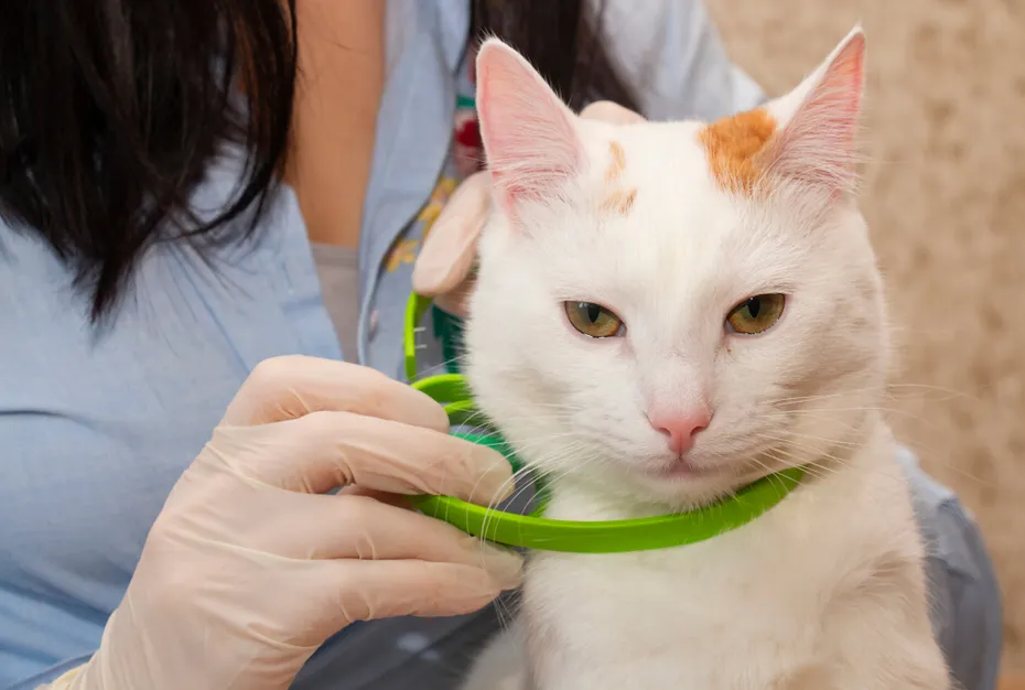 White cat wearing a green collar from fleas and ticks