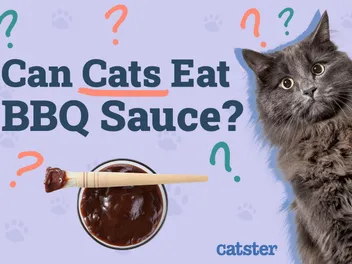 Can Cats Eat BBQ Sauce? Vet-Reviewed Facts