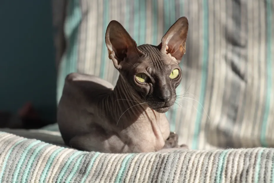 Donskoy Sphynx