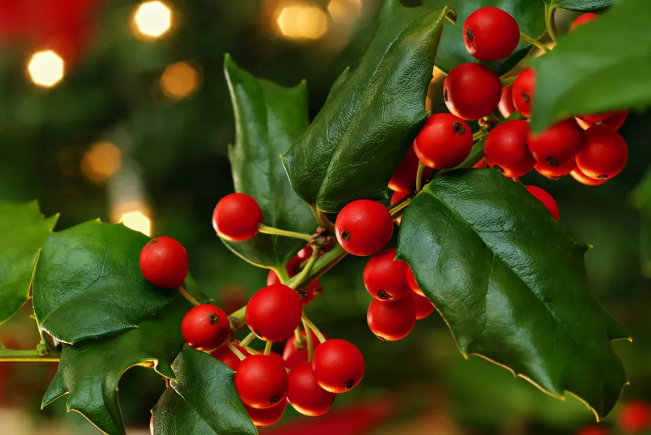 holly branch as holiday decor with christmas tree and lights in background