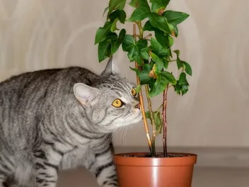 Why Is My Cat Suddenly Sniffing Everything? 6 Vet-Reviewed Reasons