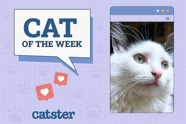 Catster Photo Contest: Cats of the Week Winners (June 5, 2025)