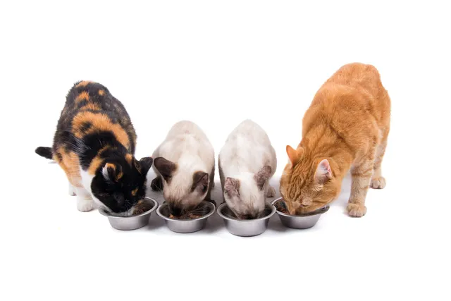 Feeding Multiple Cats: Vet-Approved Mealtime Strategies