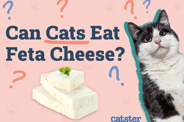 Can Cats Eat Feta Cheese? Vet-Approved Risks & Alternatives
