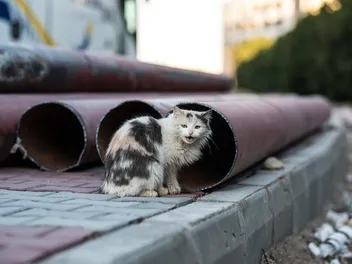 How Bad Is Hawaii’s Feral Cat Problem? The Facts