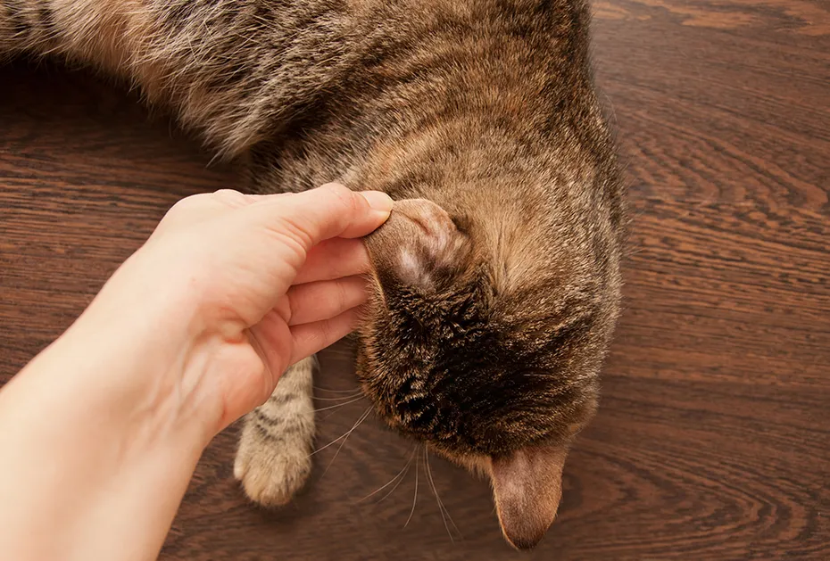 hand holding cat ear showing skin problem