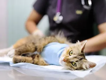 At What Age Should You Neuter or Spay Your Cat? Vet-Approved Facts & FAQ