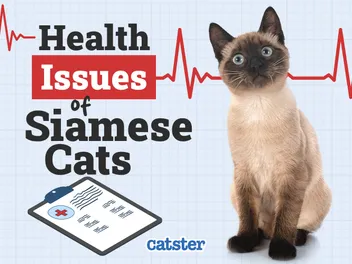 Siamese Cat Health Problems: 7 Vet-Reviewed Issues
