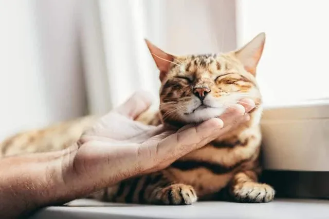 How to Tell if Your Cat Is Happy: 16 Vet-Reviewed Signs
