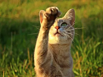 Right or Left? Do Cats Have a Dominant Paw? Vet-Reviewed Science & Info