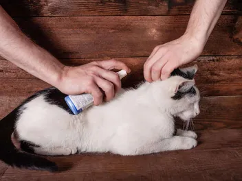 Cat Pheromone Sprays: Differences, Comparisons & Top Picks in 2026