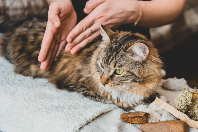 Veterinary TCM (Traditional Chinese Medicine): Our Vet Explains How It Helps Cats