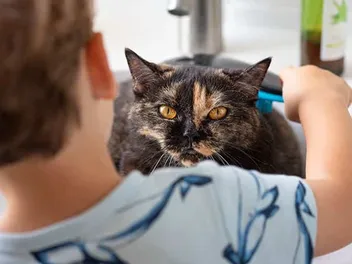 21 Fun & Vet-Reviewed Facts About Cats For Kids