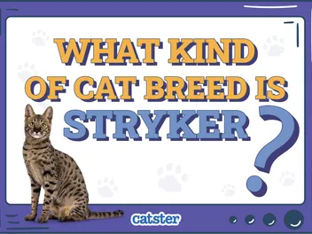 What Kind of Cat Breed Is Stryker? Feline Celebrity Facts