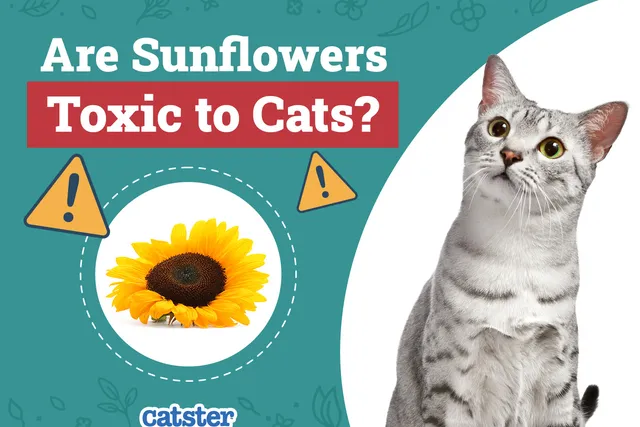 Are Sunflowers Toxic to Cats? Vet-Verified Facts & Safety Tips