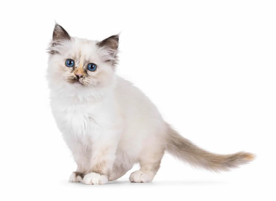 Cute tortie Sacred Birman cat kitten, standing up side ways. Looking straight to camera with breed specific blue eyes. Isolated on a white background_Nynke van Holten_Shutterstock